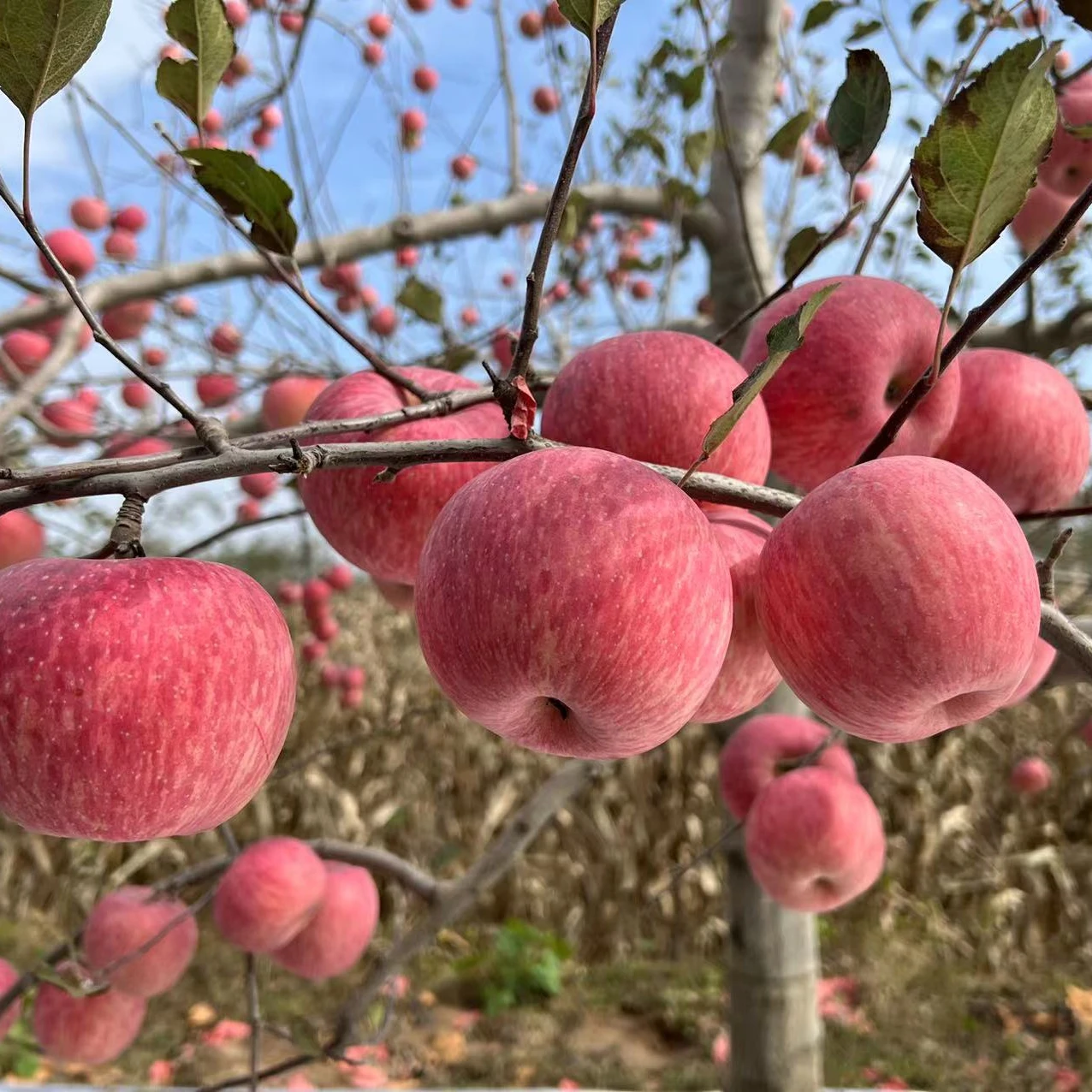 fresh-red-fuji-apple-fruit-fresh-natural-fresh-apple-manufacturers