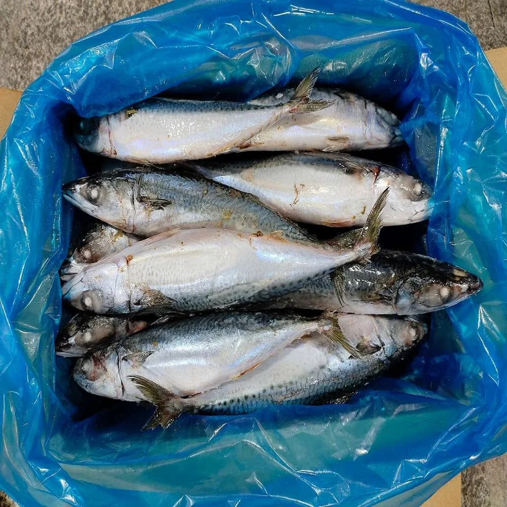 Frozen Horse Mackerel Fish Seafood - Buy New Fresh Whole Round Pacific ...