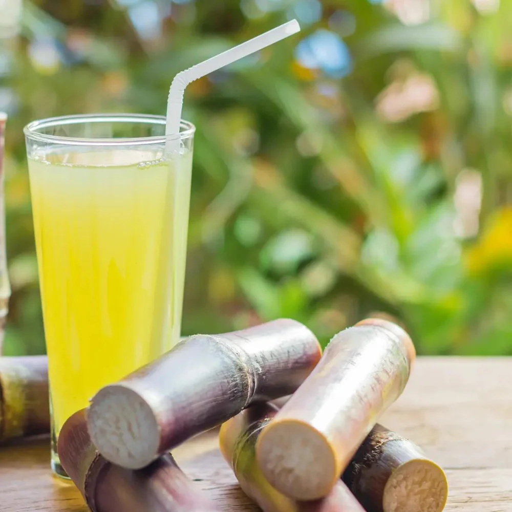 Fresh Stalk Sugarcane Organic From Indonesia High Quality Sugar Cane