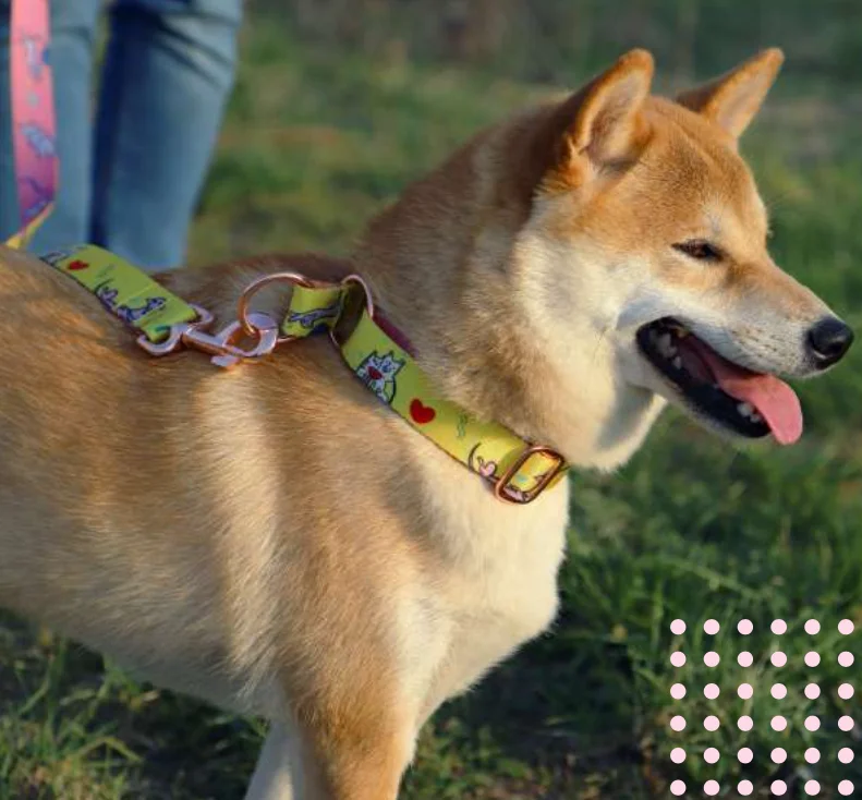 Dog Collars,Dog Bandannas,Dog Leashes Logo Private Label Buy Private