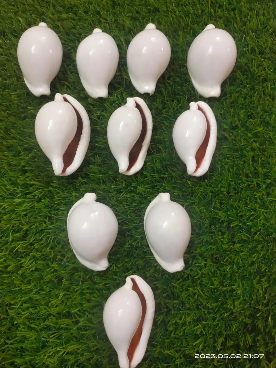 Natural Conch Shells In Size 4 Inches Ideal For Resale By Sea Shell