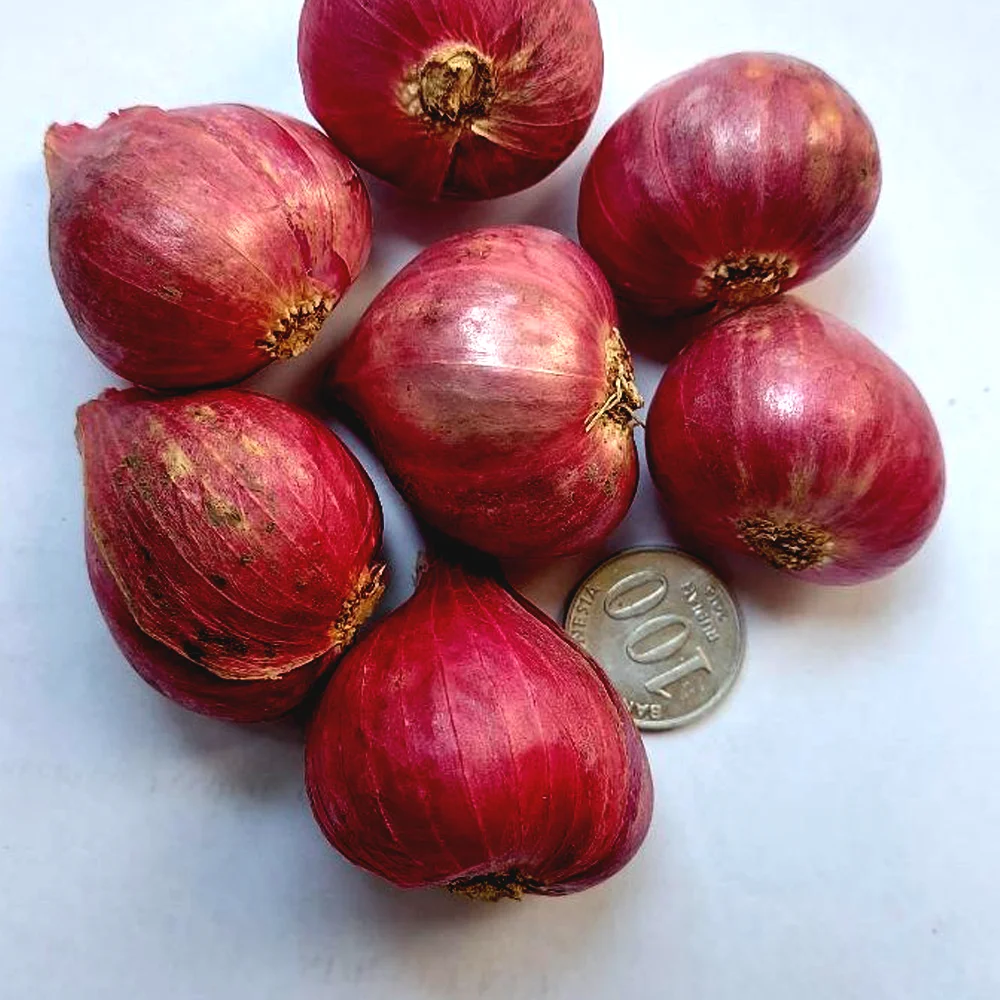Wholesale Fresh Round Red Onions Manufactured By Intiutama Karya Sukses