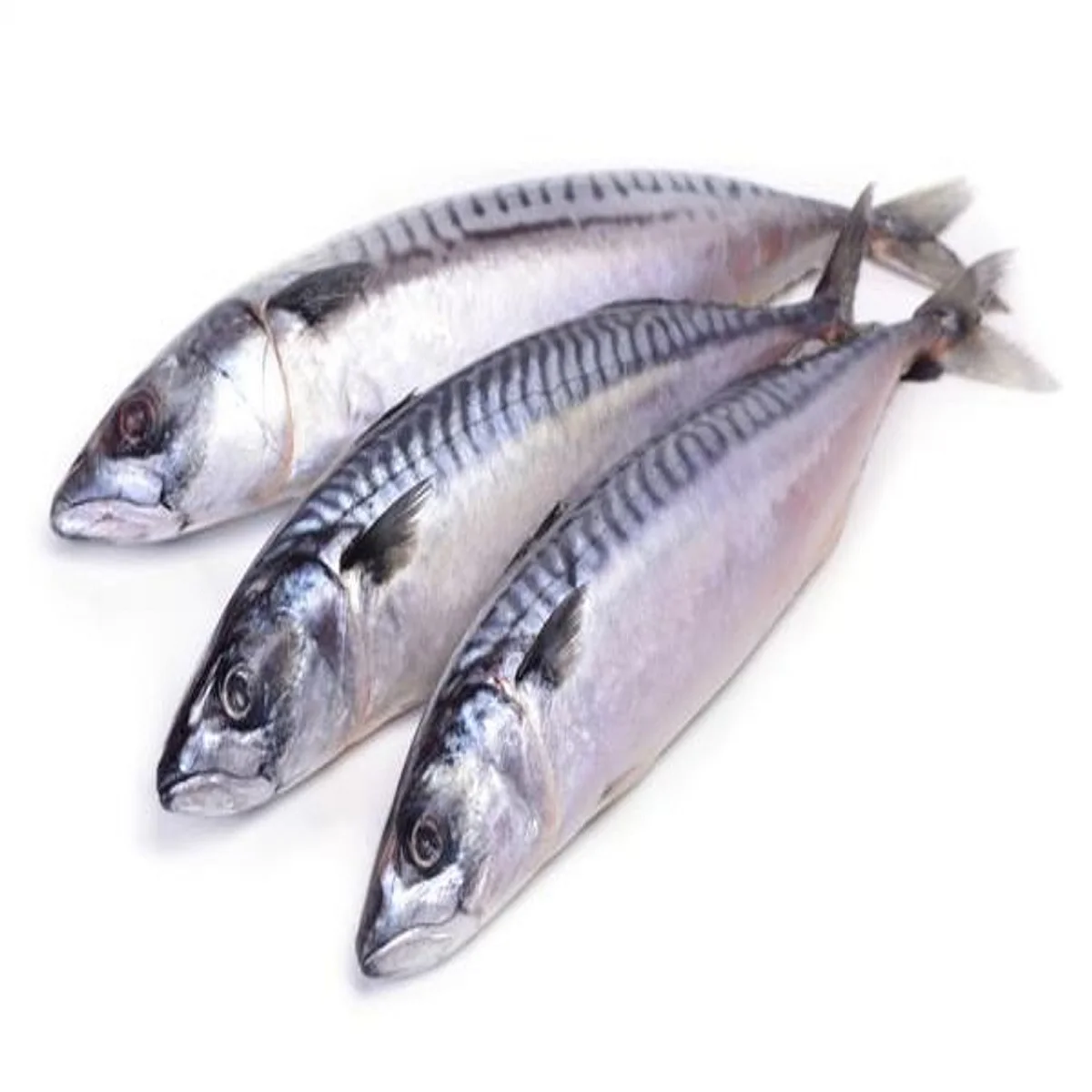 Wholesale High Quality Frozen Indian Mackerel Fish 10kg Buy Frozen Indian Mackerel Fish,Frozen