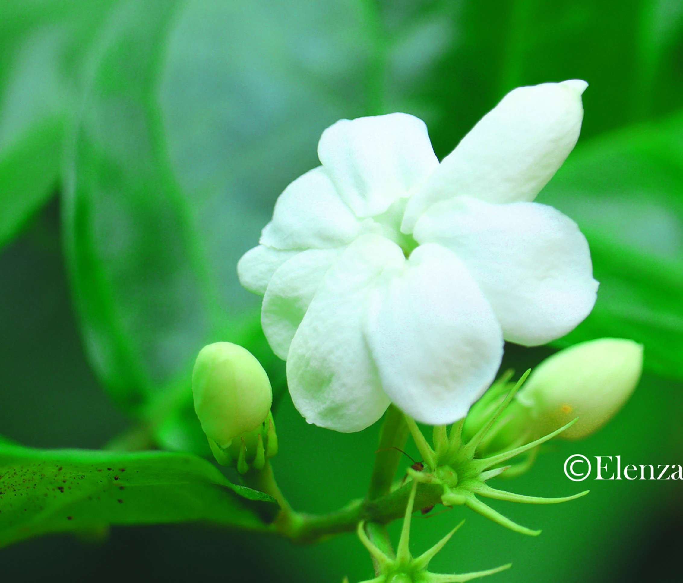 Fresh Jasmine Flowers Buy Jasmine Flower Indian Wedding Decor Jasmine