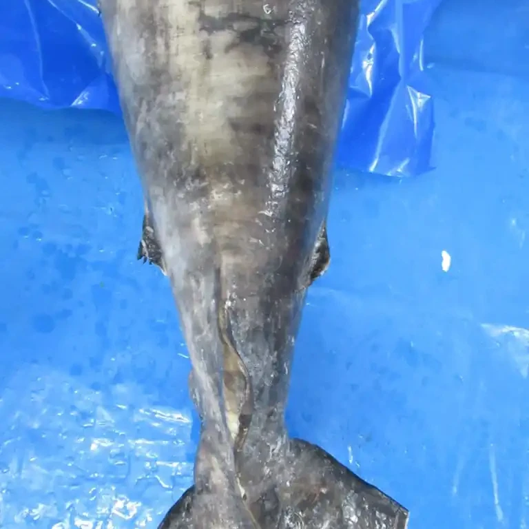 Land Frozen Sword Fish Hgt From India With 24 Months Shelf Life For