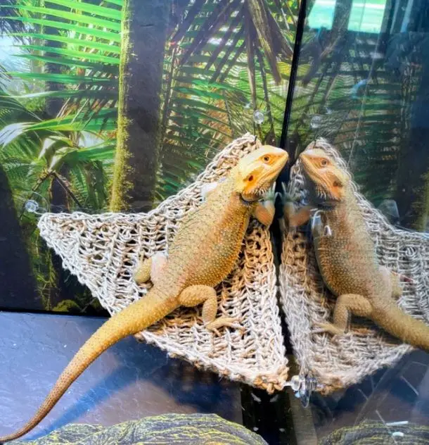 Vietnam Supplier Reptology Lizard Lounger 100 Natural Seagrass Fiber Great For Bearded Dragons