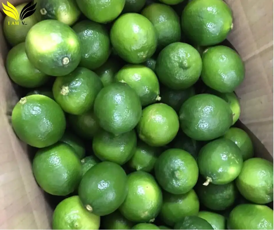 Premium Fresh Seedless Limes High Quality Organic Juicy Green Citrus ...