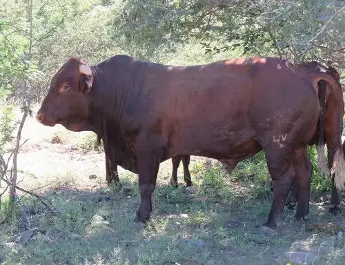 Live Brahman Bulls Cattle Life-stock Cattle For Meat - Buy Pregnant ...