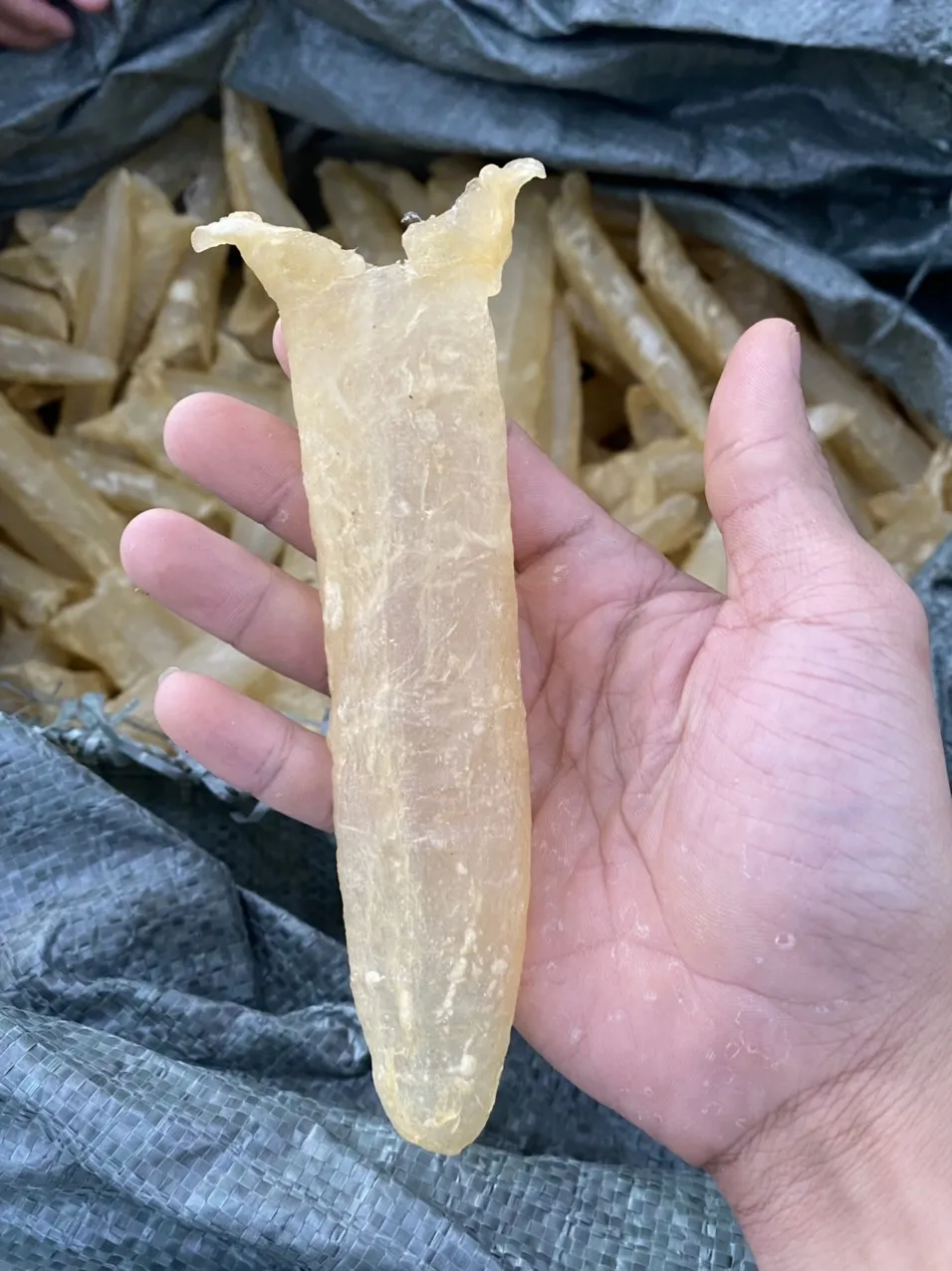 High Quality Dried Cod Fish Maw With Quality Export Vietnam Raw Dried ...