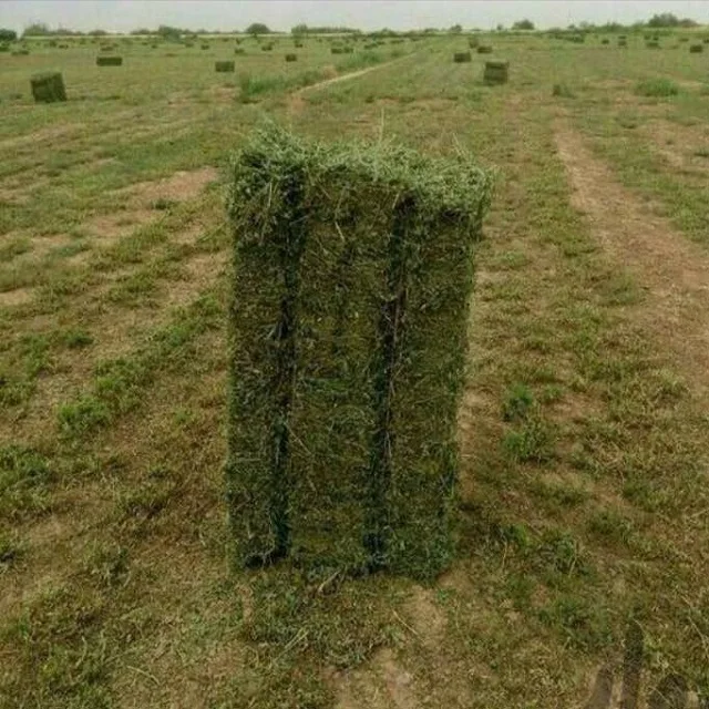 Lucerne Hay Bales And Alfalfa Thailand Alfafa Hay Animal Feeding Stuff