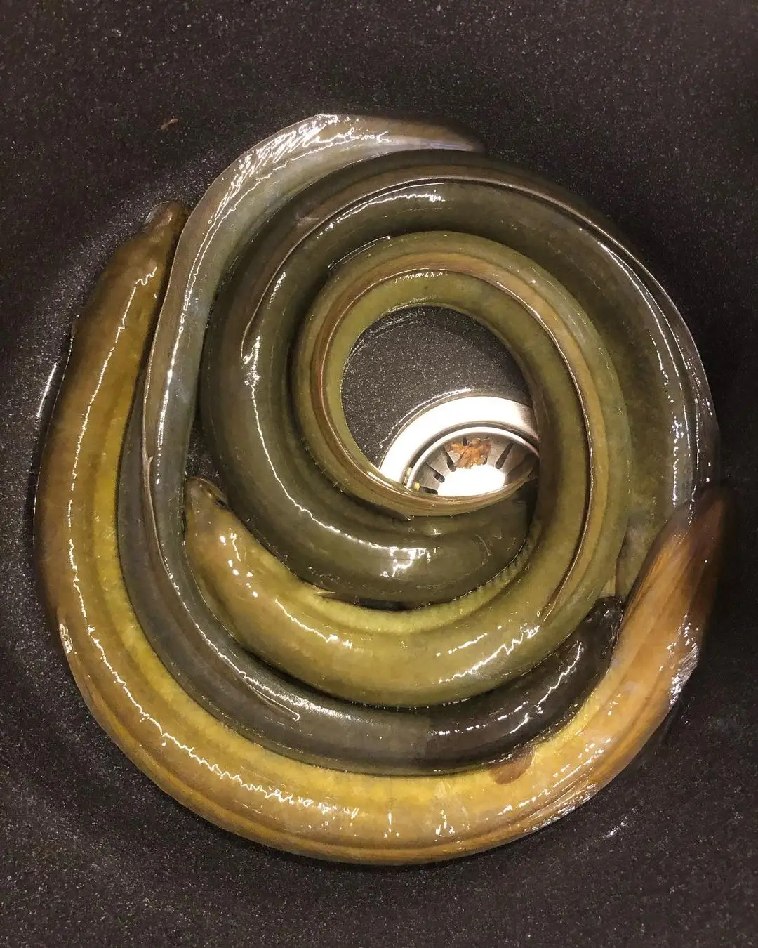 Factory Direct High Quality Frozen Eel Fish Whole Frozen Fresh Conger