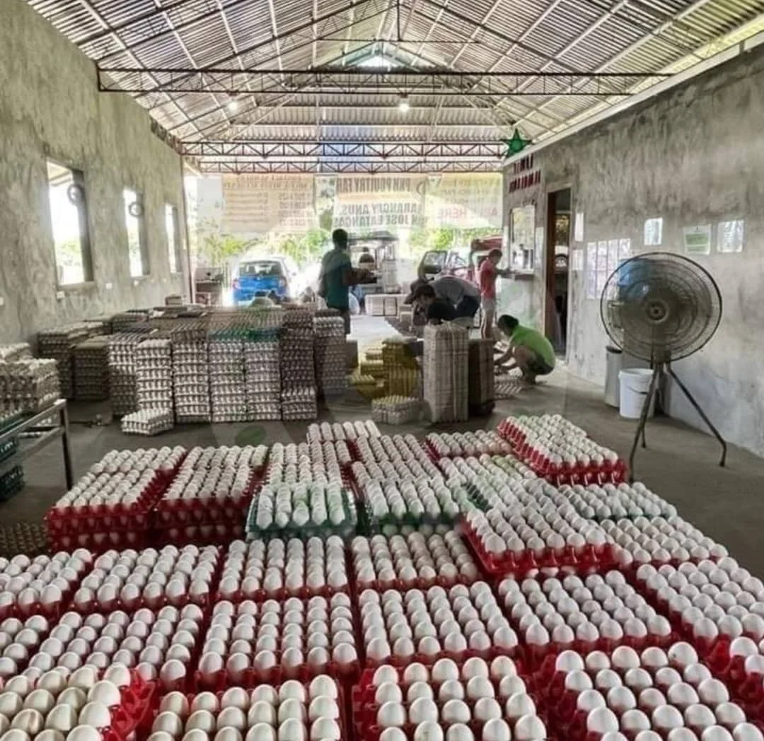 三亚批发鸡蛋厂家联系方式