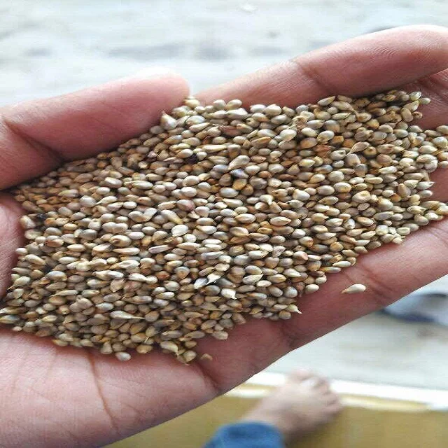 Bajra Green Millet Animal Feed High Quality For Wholesale Price For ...