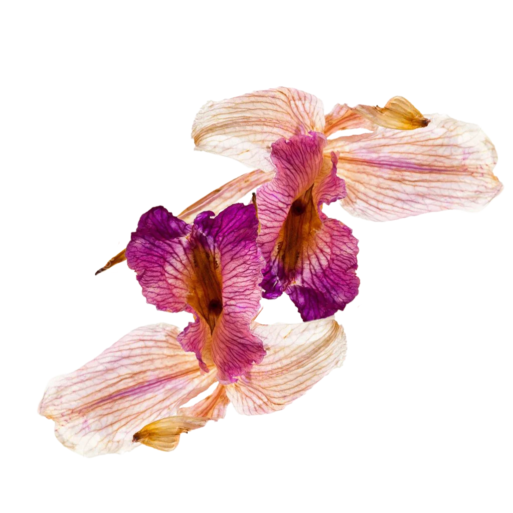 Diy Ingredient Dried Orchid Flowers Natural Retail And Wholesale