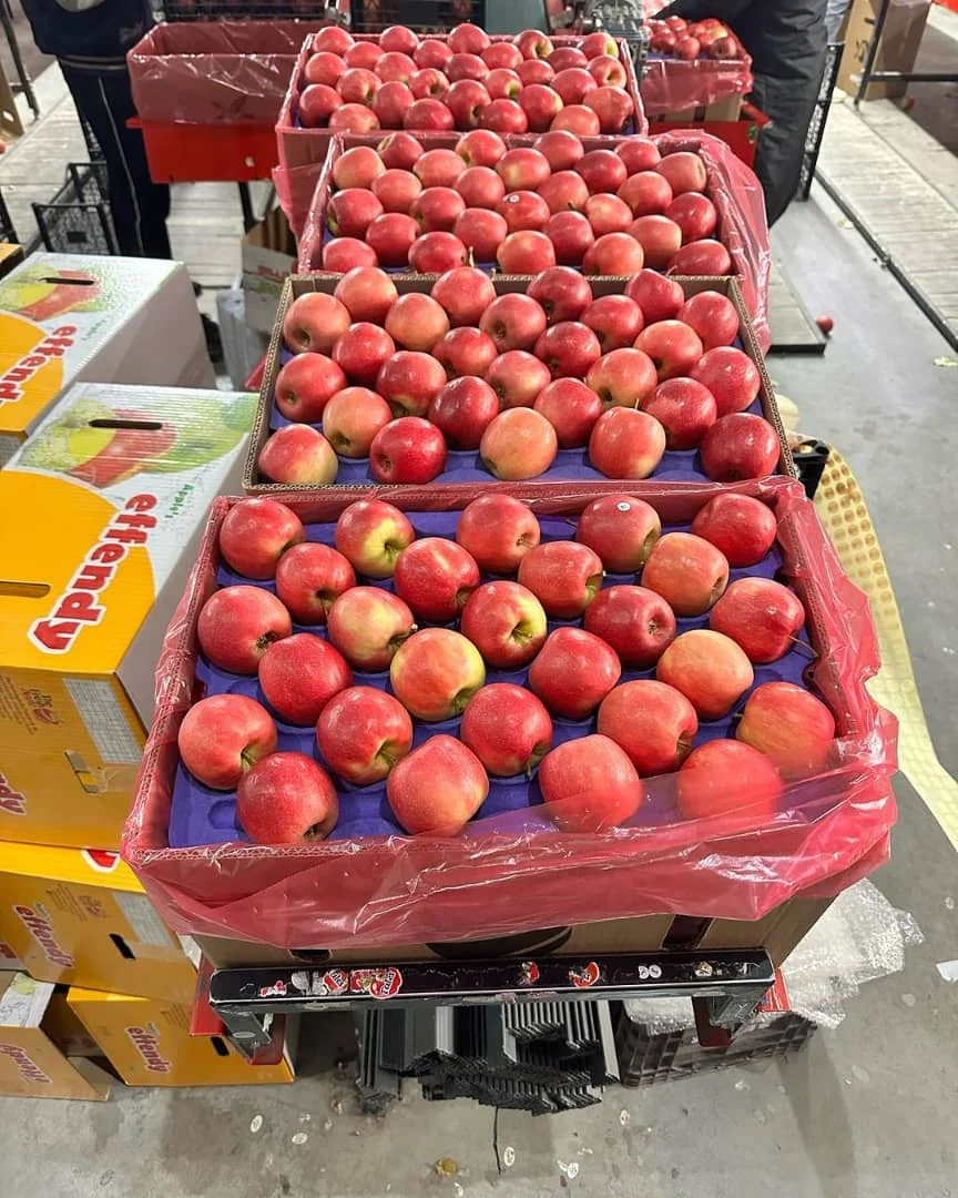 Fresh Apples Red Fuji Green Golden Delicious Apples Buy Cheap Price