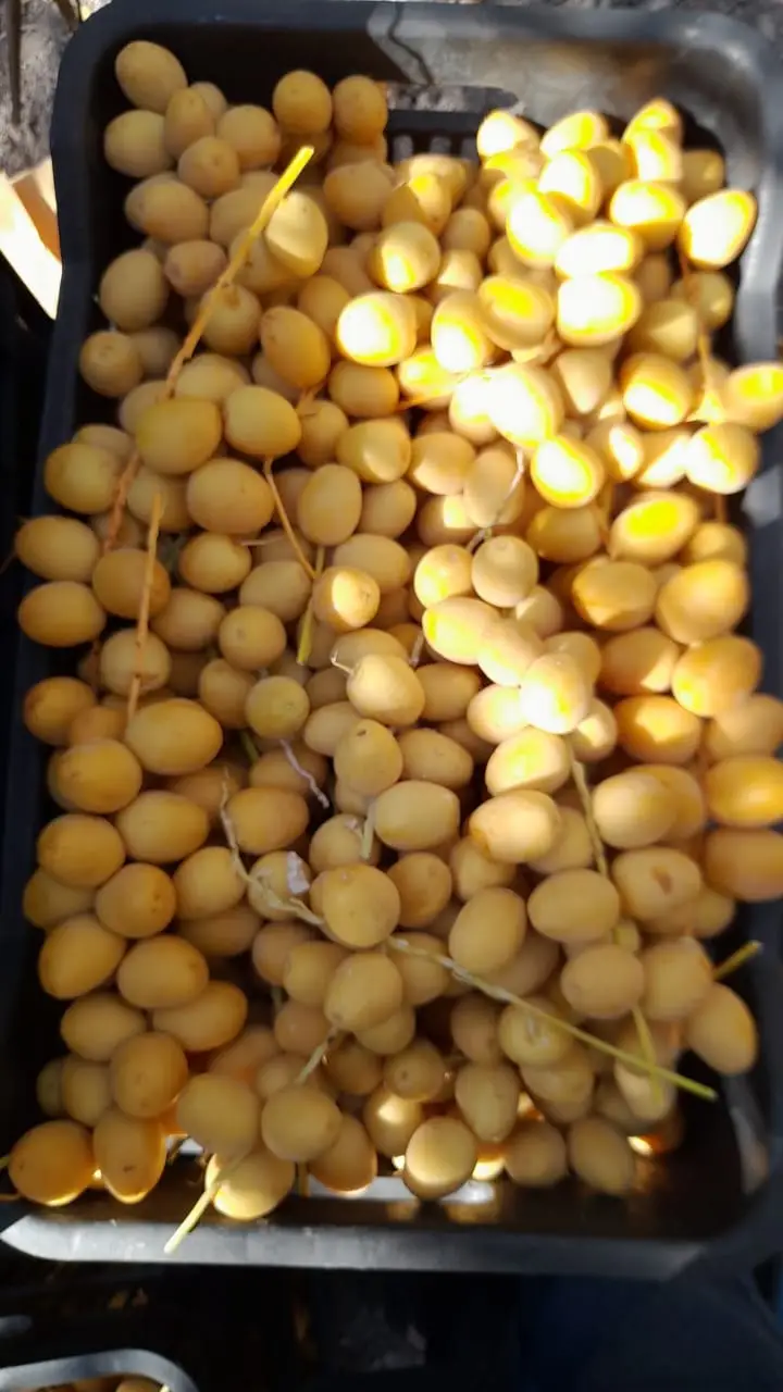 Fresh Desert Dates With A Crop Of 2023,Exported By Egypt Buy Fresh