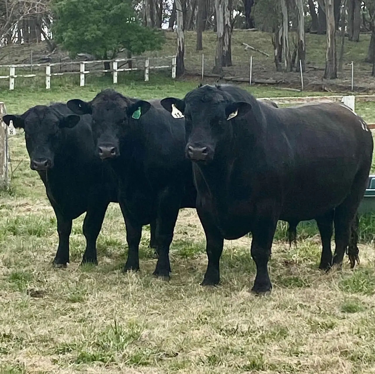Pregnant Aberdeen Angus Bull Live Cattle And Animal Feed Buy Calf