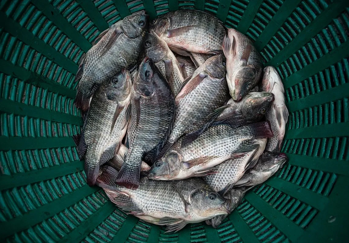 Wholesale Price Frozen Tilapia Of Whole Round Frozen Style Red Tilapia