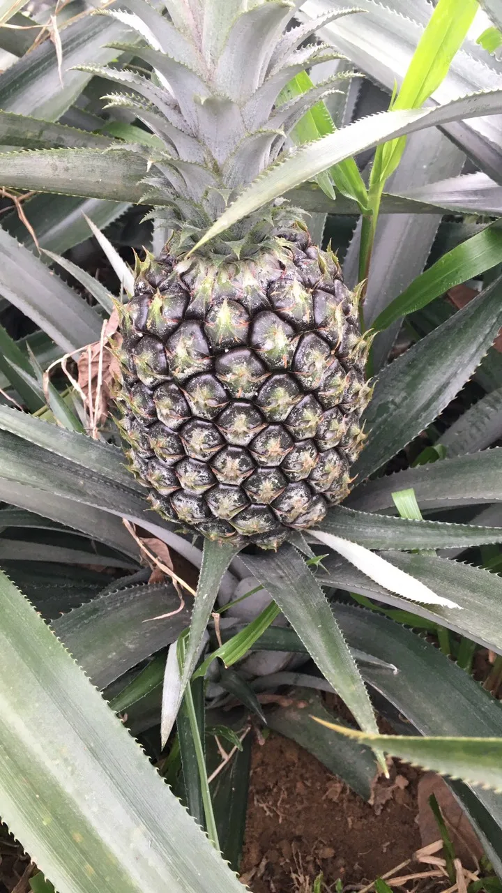 A Grade Fresh Ananas Fruits With Green Leaves Natural Pineapple Fruit ...