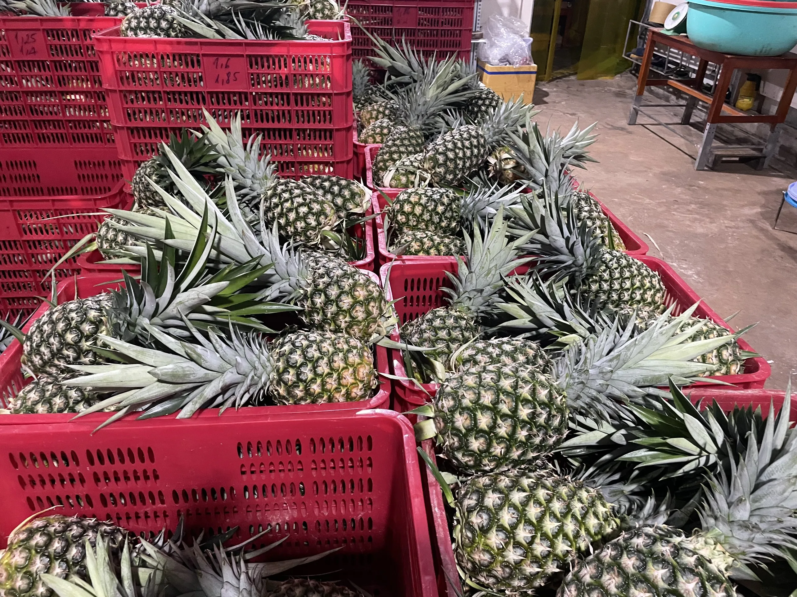 Wholesale Fresh Mild Sweet Md2 Pineapples With 90 Days Up Shelf Life