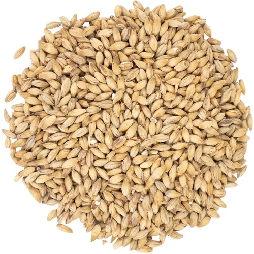 High Quality Barley Animal Feed In Bulk Available For Export - Buy ...