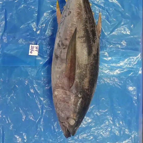 Frozen Yellowfin Tuna Fish Whole Round Top Quality Fish From India Top Selling Product 24 Months