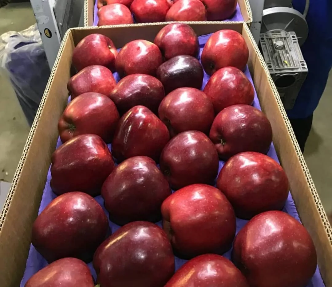 Fresh And Delicious Natural Highquality Sweet Fuji Apple Buy Premium