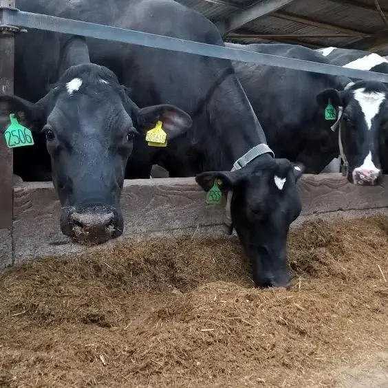 South Africa Holstein Friesian Dairy Cows And Pregnant Holstein Heifers