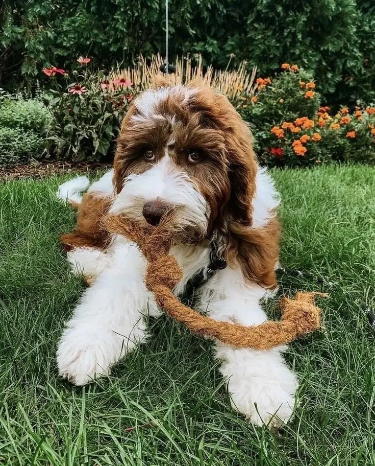 Hot Trend This Year Coconut Chew Rope Coconut Rope With Coconut Coir