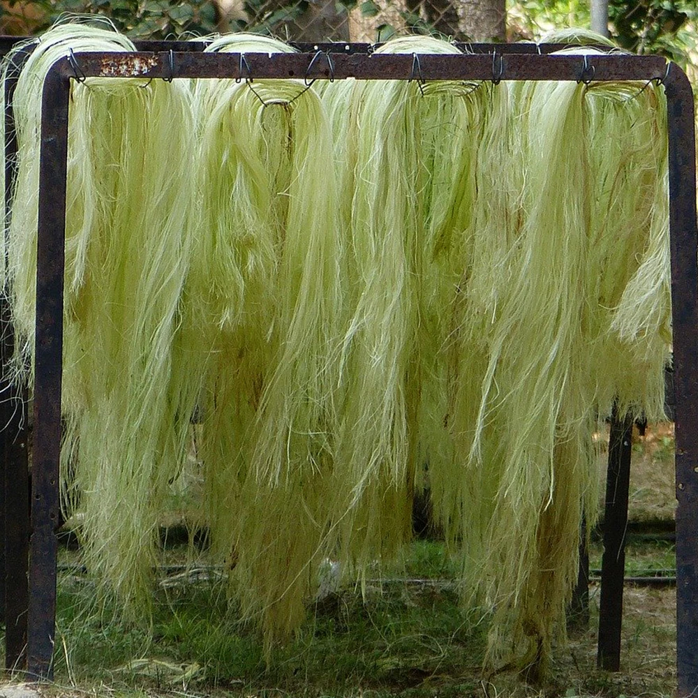 Natural Raw Sisal Fiber For Sisal Products & Industrial Use Wholesale 100120cm A Grade Top