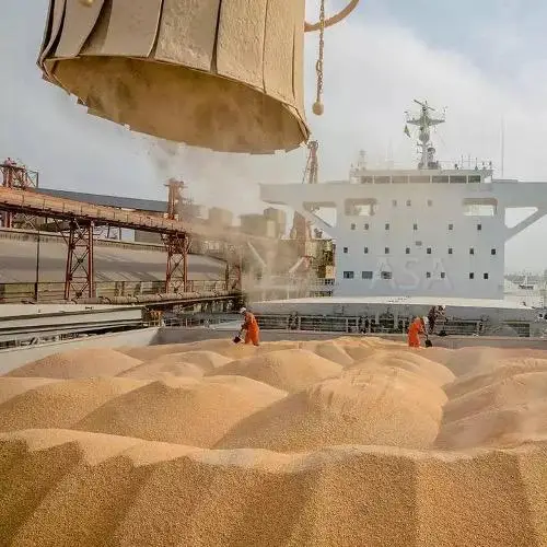 Canada High Quality Soybean/soya Bean Wholesale Nihewan Organic Nongmo