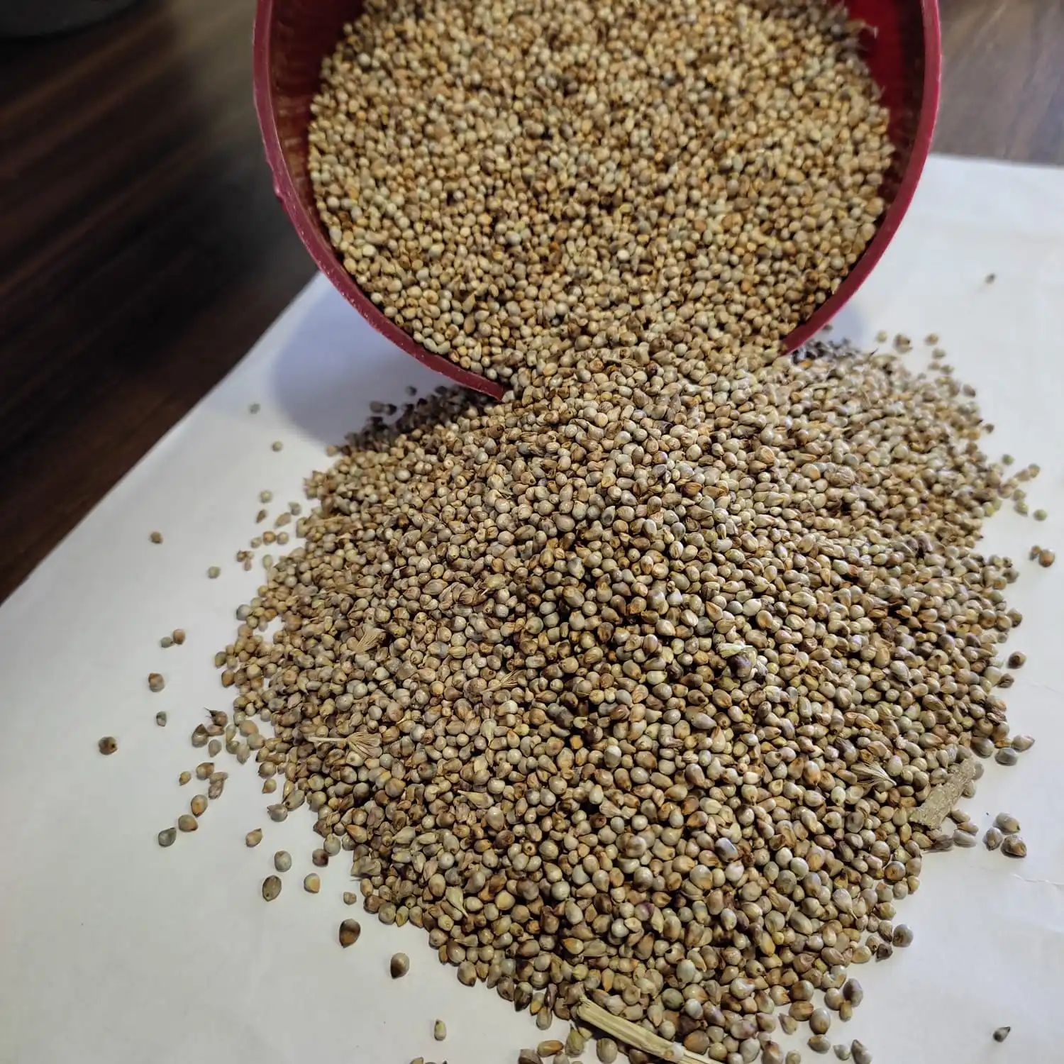 Millet Green Hara Bajra Animal Feed Millet Exporter Eco Export Buy Millet In Bulk Quantity