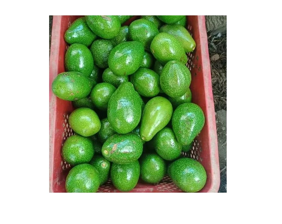 Cheap Fresh Avocado Made In Thailand And Vietnam For Export With The Best Price Standard High