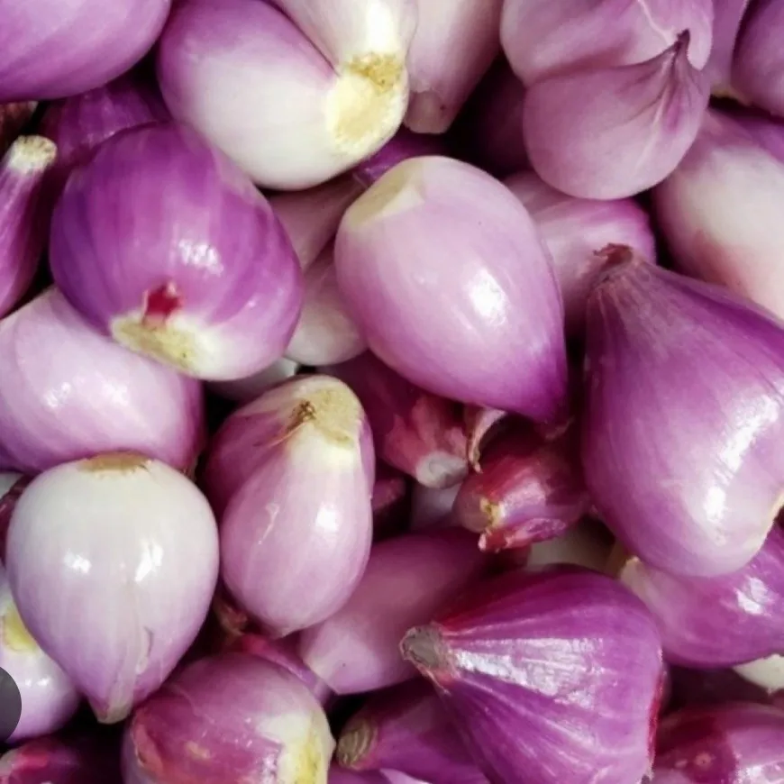 Wholesale Fresh Red Onion Natural Indonesia Abundant Products Ready For ...