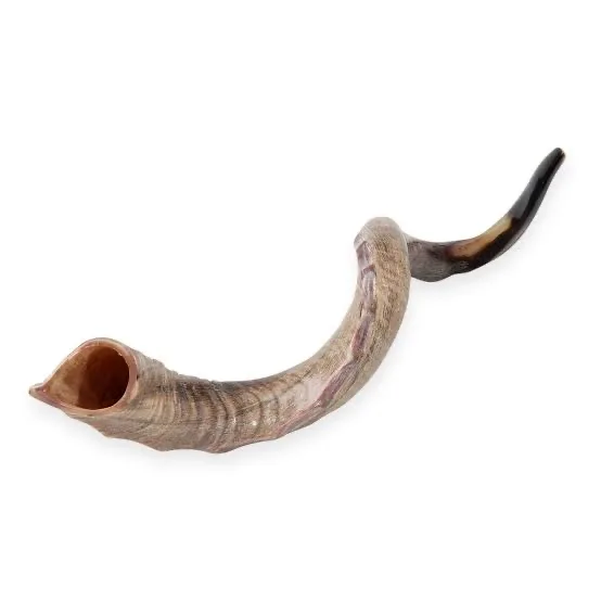 100 Best Quality Ram Horn Shofar Natural Horn Shofar For Blowing And