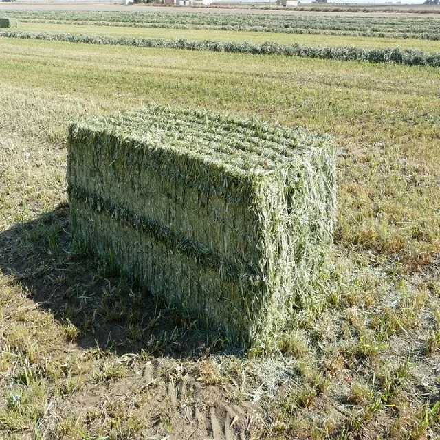 Lucerne Hay Bales And Alfalfa Thailand Alfafa Hay Animal Feeding Stuff