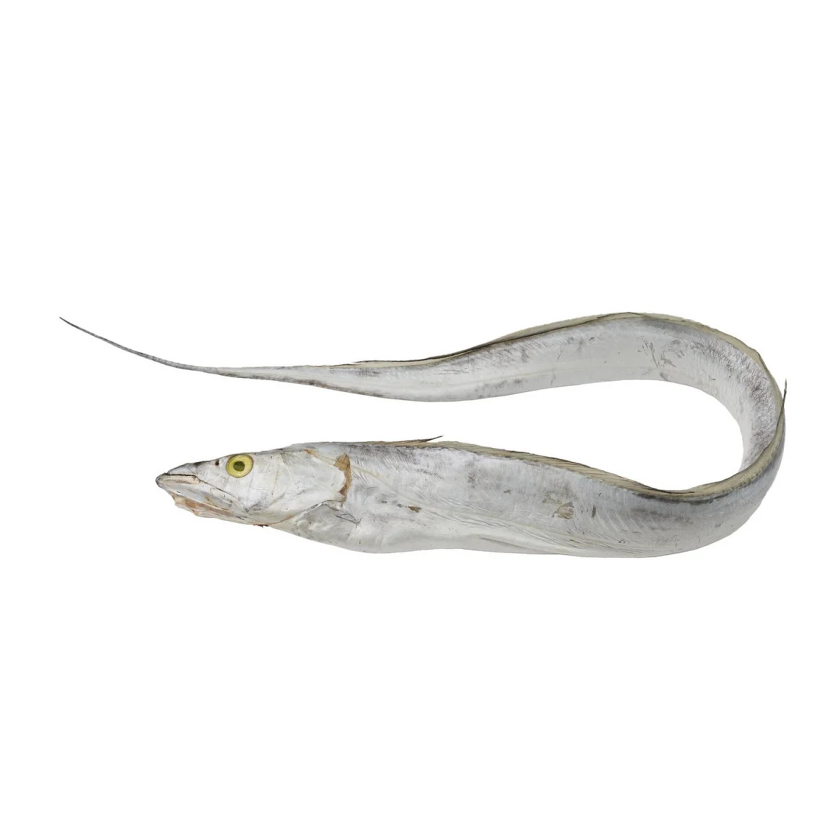 Fresh Frozen Ribbon Fish For Sale Buy Frozen Barracuda Fish,Indian