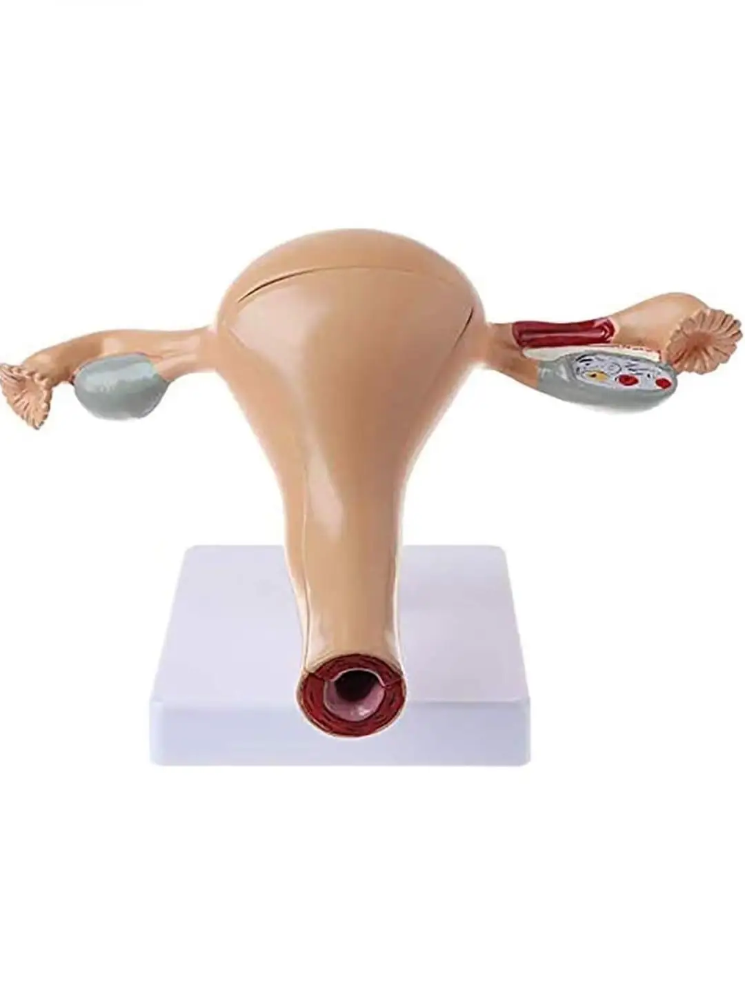 Female Uterus Ovarian Anatomical Models Teaching Structural Anatomy Medical Learning Tool High