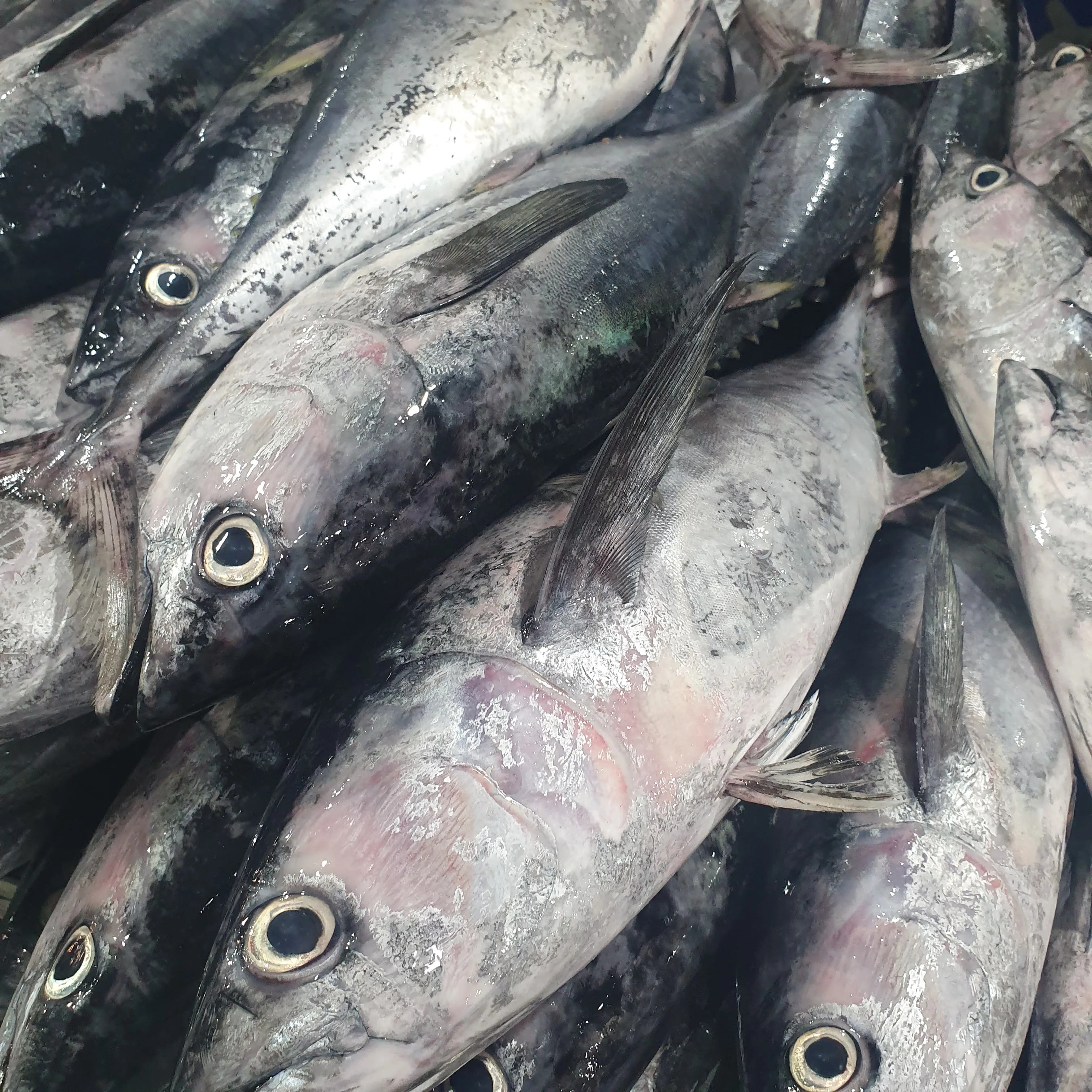 King Fish Or Shir Mahi Or Narrow Barred Spanish Mackerel Buy Seafoods