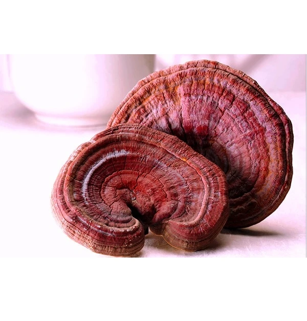 Vietnam Wild Ganoderma Lucidum Reishi Mushroom Dry Lucid Ganoderma For