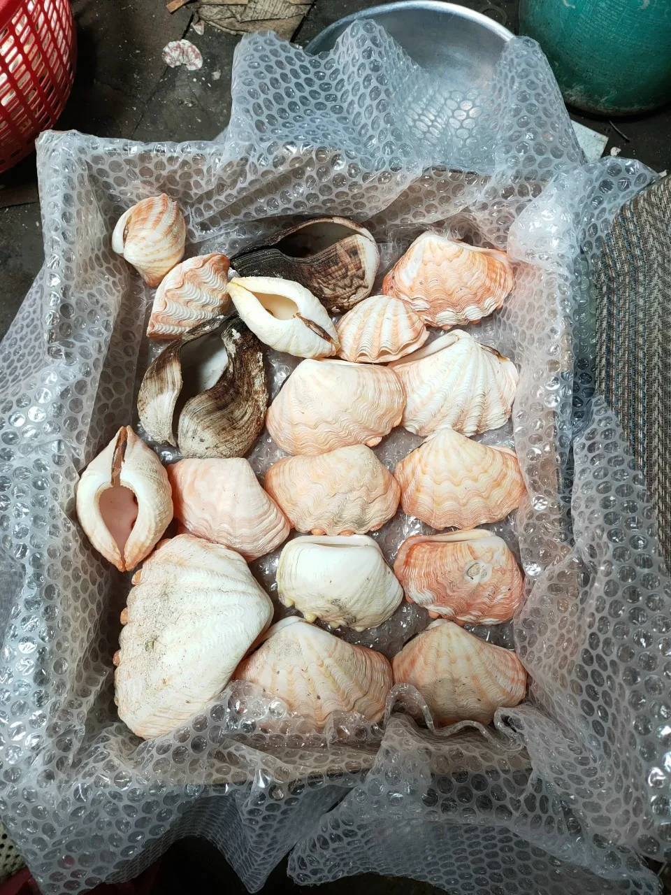 Seashell For Handicraft Cleaned Seashell For Handicraft High