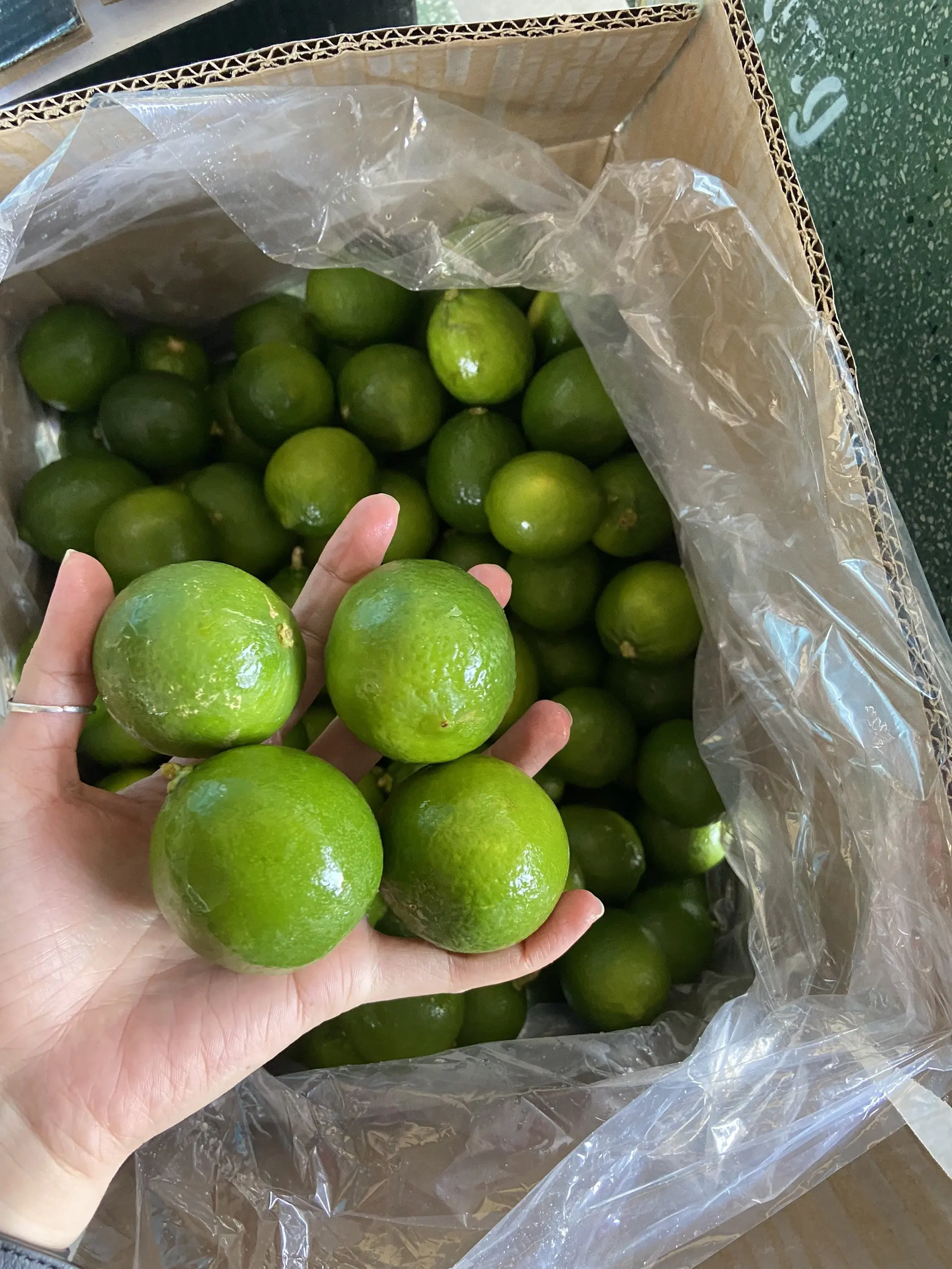 Seedless Green Lime From Vietnam Fresh Lemon Wholesale In Bulk Cheap Price High Standard / Ms