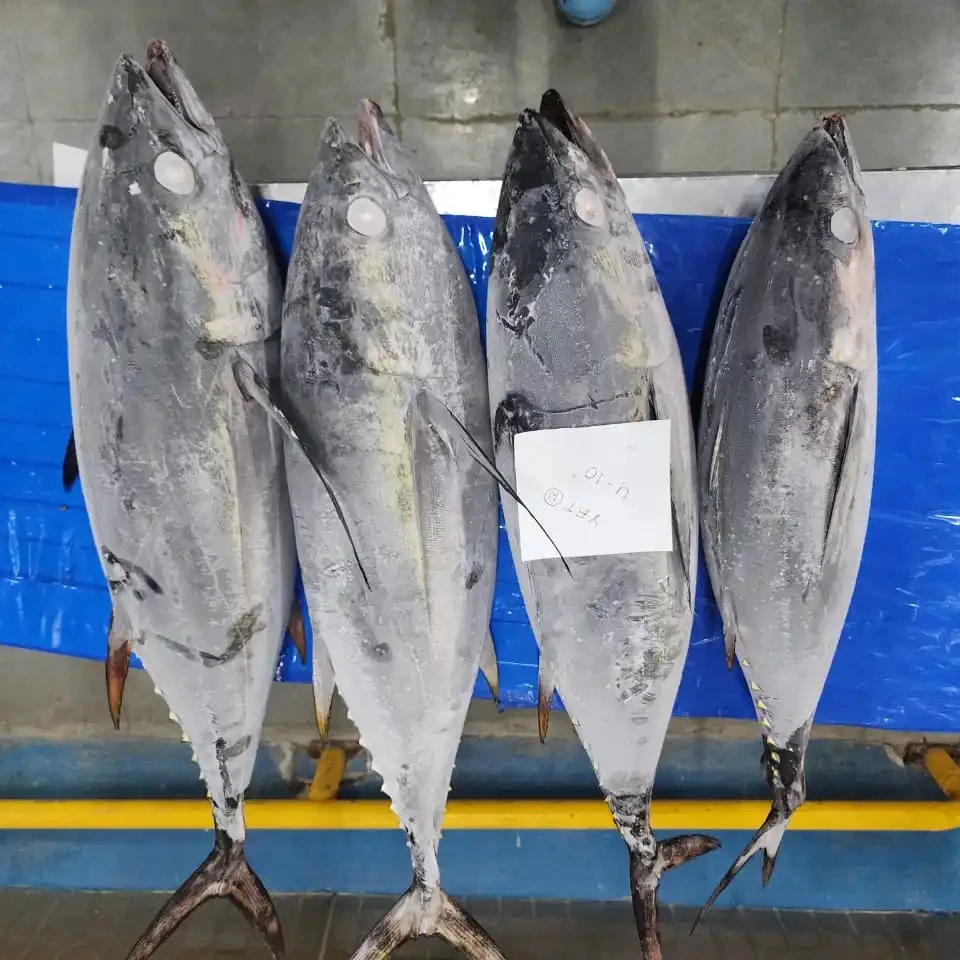 Frozen Yellowfin Tuna Fish Whole Round Top Quality Fish From India Top Selling Product 24 Months
