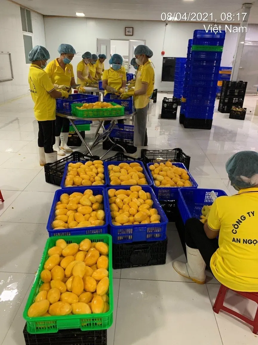HIGH QUALITY FROZEN MANGO WITH SLIDES and BEST PRICE READY to SHIP FROM ...