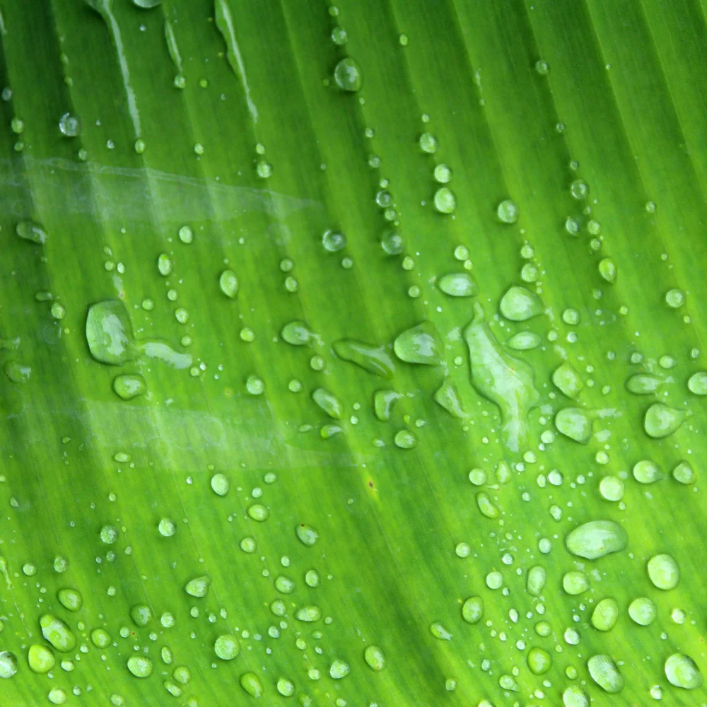 Photo inspiration: Gallery Detail: Natural Green Tropical Banana Leaves Leaves For Food Packaging