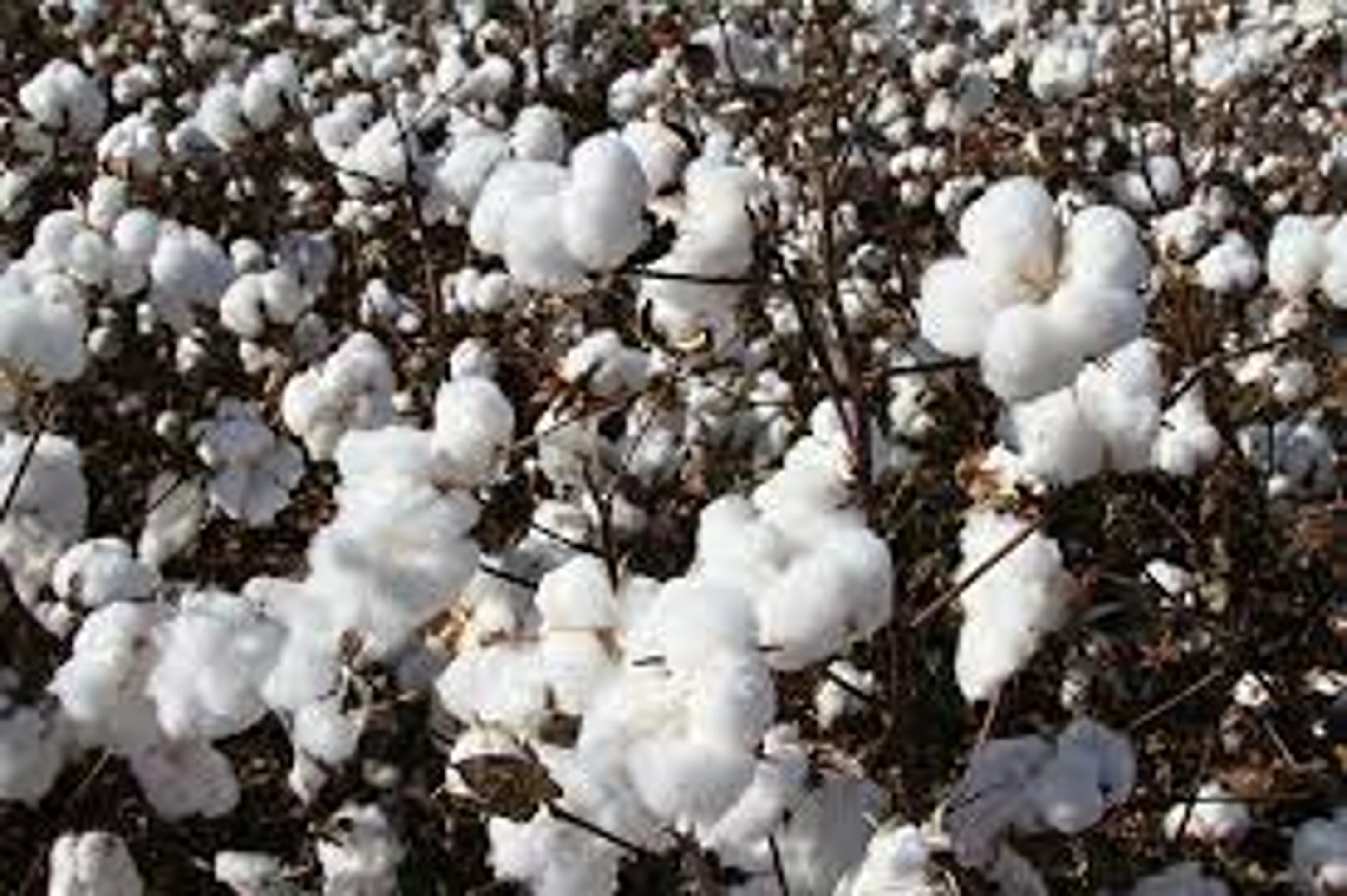 High Quality White Raw Cotton From India For Cotton Fabric Bag Cotton