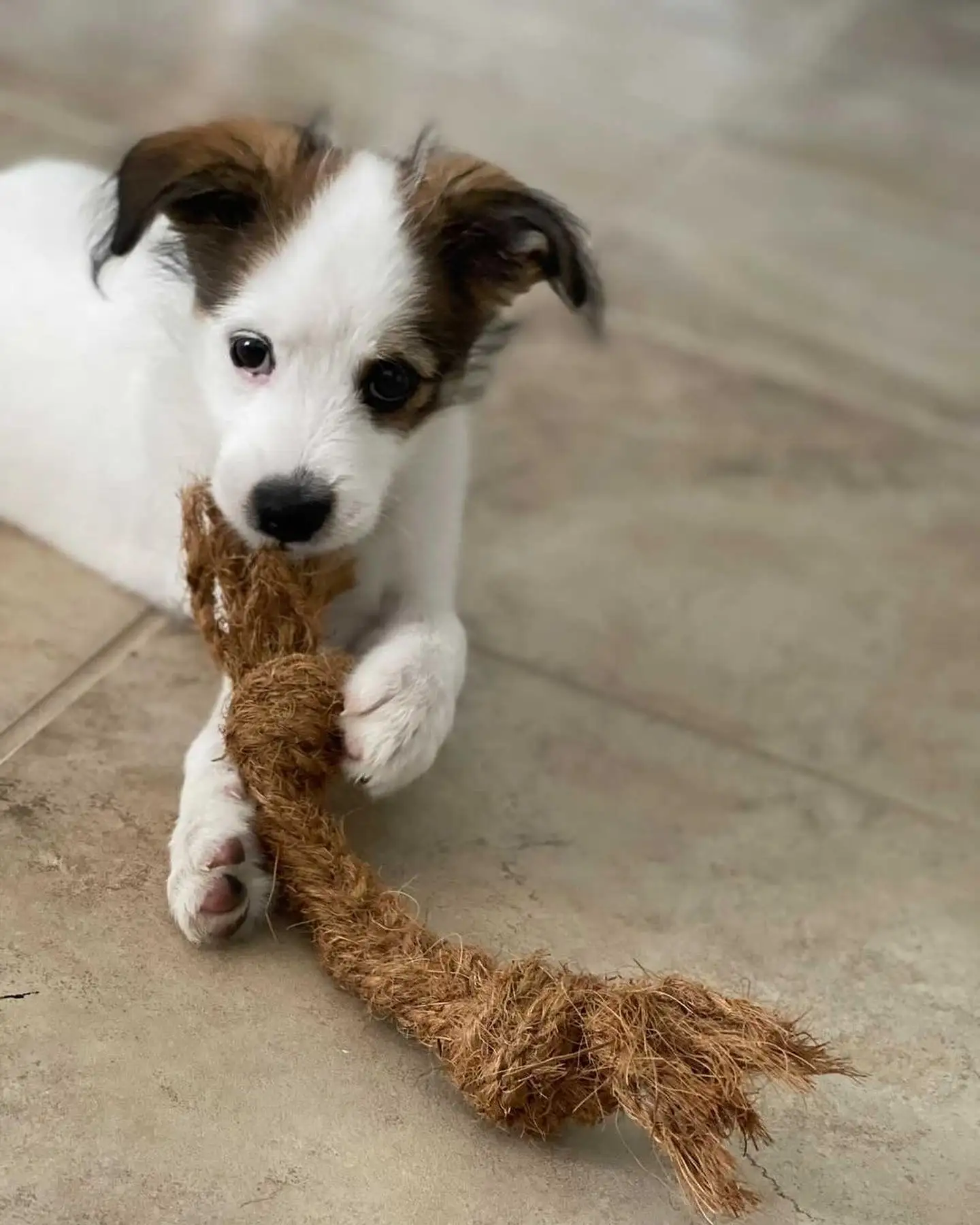 100 Natural Coconut Rope With Coconut Coir Rope Coconut Chew Rope Dog