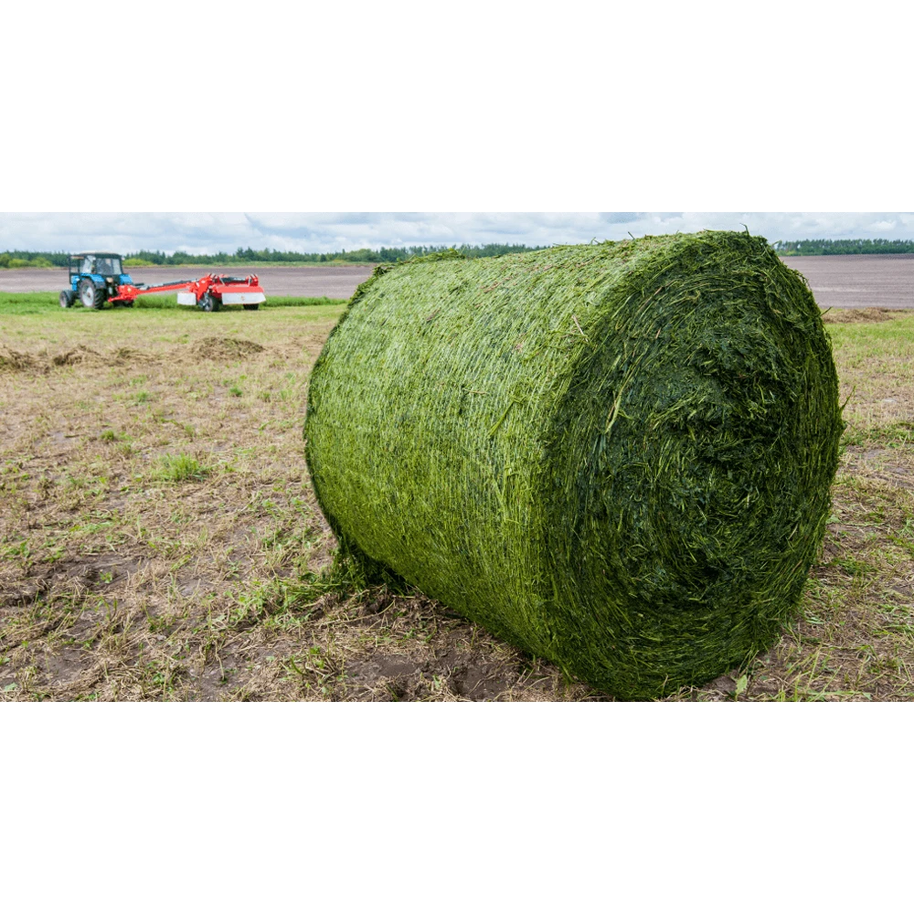 Quality Timothy Hay Quality Alfalfa Hay/ Timothy Hay/ Lucerne Clover In Quality Timothy Hay Quality Alfalfa Hay/ Timothy Hay/ Lucerne Clover In