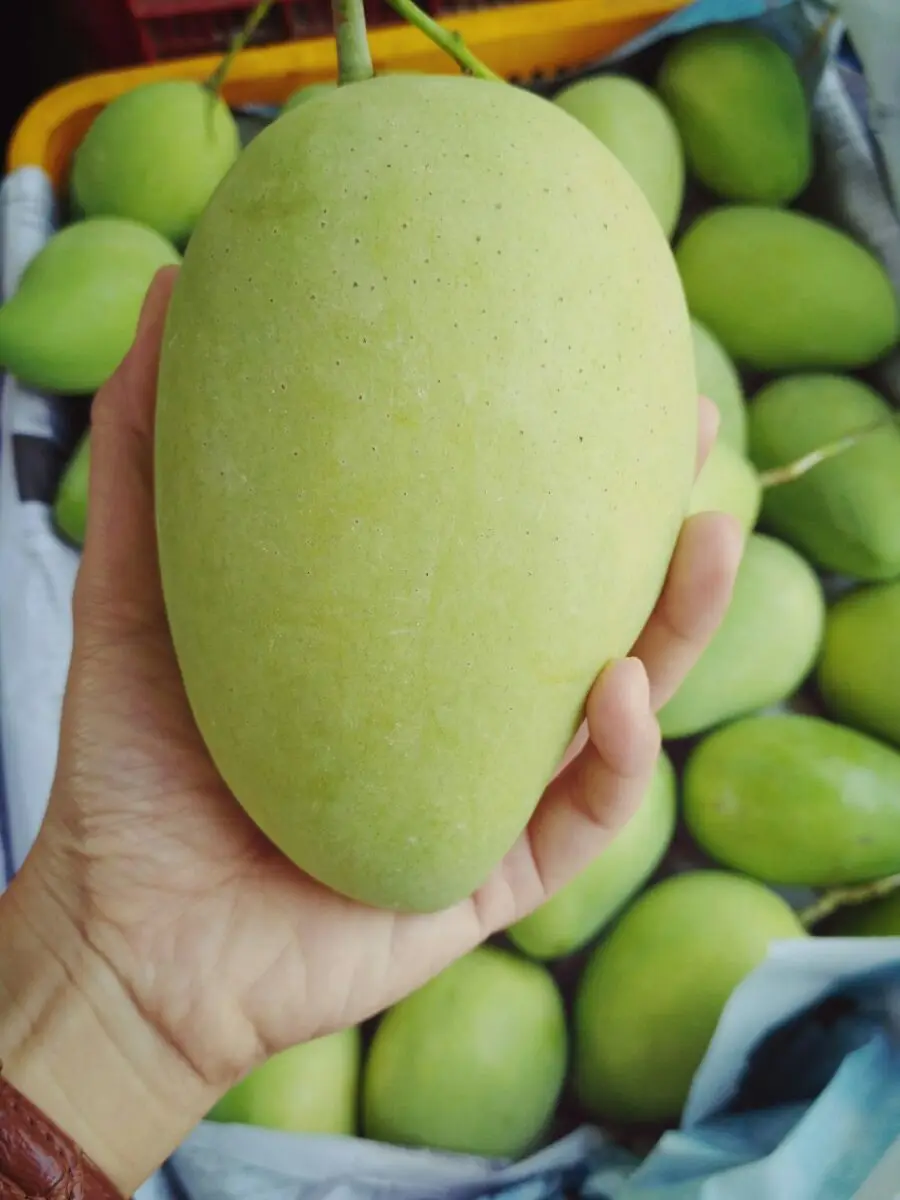 Fresh Sweet Mango 100 Fresh Fruit In Vietnam Cheap Price Hot Sale 2022