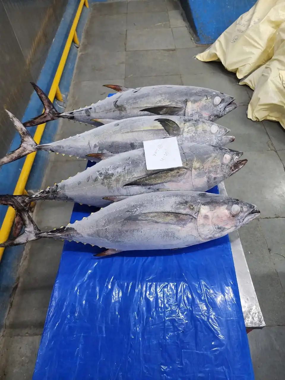 Frozen Yellowfin Tuna Fish Whole Round Top Quality Fish From India Top Selling Product 24 Months